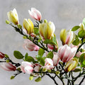 SilkSplendor - Realistyczne sztuczne gałęzie magnolii
