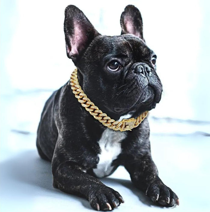BlingPaws • Złoty łańcuszek dla psa